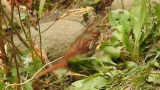 Fox Sparrow Doublescratching [upl. by Nunes]