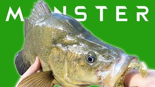 MONSTER FISH Fishing for EPIC Yellow Belly in SKINNY river [upl. by Allac85]