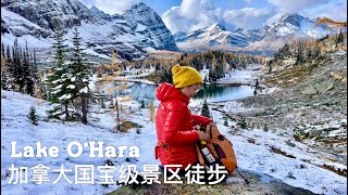 LAKE OHARA｜加拿大国宝级景区徒步｜人数限定难得一见的落基山最美徒步路线 [upl. by Aned]