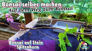 Bonsai selber machen  Ahorn Bonsai  Bonsai Baum  Ahornbaum  Bonsai auf Stein [upl. by Amlas]