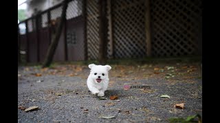 Adorable teacup MalteseampampMaltipoo available now♥️  Aloha Teacup Puppies [upl. by Irep]