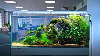 240L OFFICE AQUARIUM MAINTENANCE  4K CINEMATIC  GREEN AQUA [upl. by Akehsay26]