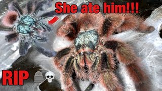 Tarantula breeding GONE WRONG Caribena Versicolor male gets eaten [upl. by Atal]