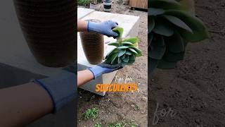 You Wont Believe How Easy Succulent Propagation Is [upl. by Mialliw]