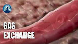 Gas exchange from Lungs into blood oxygen dissociation curve [upl. by Sadler]