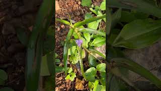 Flowers of Cyanotis axillaris [upl. by Cahilly492]