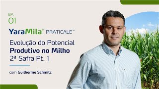 A evolução do potencial produtivo no Milho 2ª safra Pt1 [upl. by Miner]