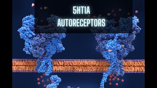 5HT1A Autoreceptors [upl. by Maryrose]