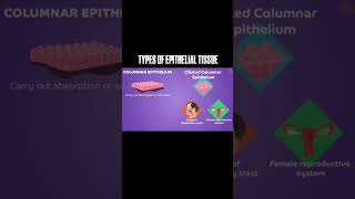 Epithelial Tissue Quick Revision animaltissue neet2026 neet2025 ncertbiology easylearning [upl. by Neelik]