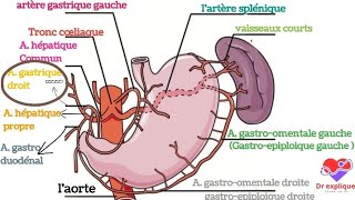 vascularisation de lestomac [upl. by Brit]