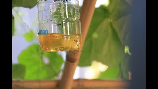 How to kill the fruit flies on mango papaya avocado and citrus  Pestman Fruit Fly Attractant [upl. by Gregson]