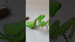 The funniest video of mantis vs caterpillar mantis insects caterpillar [upl. by Elbag]