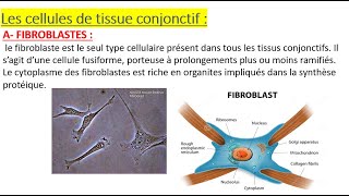 Histologie  LES TISSUS CONJONCTIFS [upl. by Crotty898]