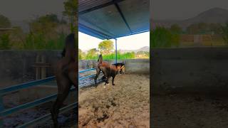 HEER stud farm 01 punjabi punjabisong song newsong music horse horselover love funny [upl. by Kass264]