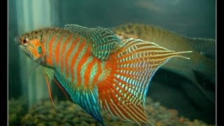 中國鬥魚宣傳視頻（狂熱中國鬥魚論壇出品）MacropodusParadise fish Introduction video Presented by wwwpkfishcom [upl. by Eilsew265]