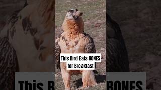 This Bird Eats BONES for Breakfast Bearded Vulture animals shorts [upl. by Assiled]