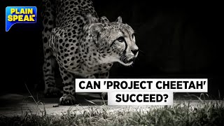 Can Project Cheetah Succeed In India  KUNO National Park Madhya Pradesh  Project Cheetah In India [upl. by Assed]