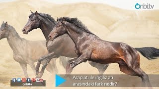 Arap atı ile İngiliz atı arasındaki ne fark vardır arapatı ingilizatı atcinsleri safkan [upl. by Ellissa272]