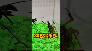 Scorpion vs dog  Scorpion teases tailless whip scorpion like a dog insects [upl. by Sola]