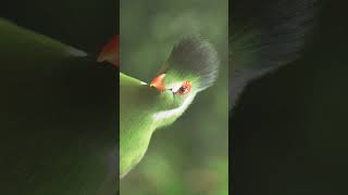 ²🐦☆²² EyeRing  Whitecheeked Turaco Tauraco leucotis in Turaco Family Musophagidae [upl. by Etteneg]