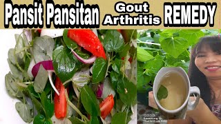 PANSIT PANSITAN SALAD  PEPEROMIA PELLUCIDA TEA  PLUS HEALTH BENEFITS [upl. by Naujtna285]