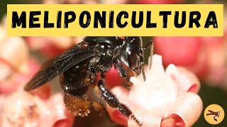 Meliponicultura o que é e como funciona [upl. by Adnuhs]