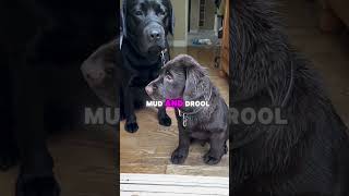 Meet the Labrador Dog Breed Everything You Need to Know pets dogbreed shorts [upl. by Emmanuel]