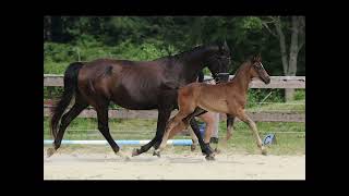 Colt Erste Sahne x Lord Leatherdale x Negro 2024 [upl. by Aissila]