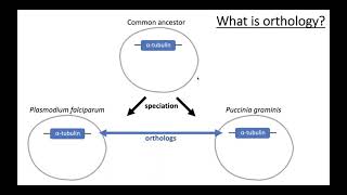 Orthology searches and OrthoMCL [upl. by Trow715]