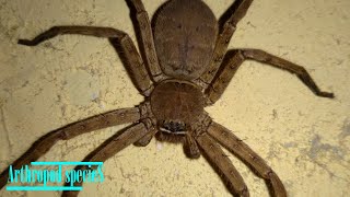 Arachnida Species  Huntsman Spider Heteropoda venatoria  Its abdomen look like coconut [upl. by Hanshaw]