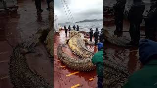 Giant Sea Monsters Caught by Fishermen 🐙🎣GiantSeaCreatures FishingDiscoveries OceanMysteries [upl. by Hanikehs]