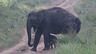 Reedited raw video of the wild Elephants with day old calf  to improve presentation [upl. by Philbert]