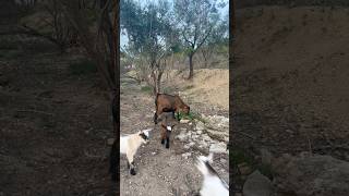 Goats playing 👅 goats playing cute shorts love [upl. by Annahpos]