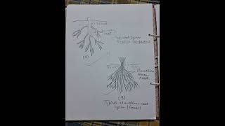 To study the morphology of tap root and adventitious root [upl. by Eyllom]