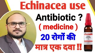 echinacea angustifolia  echinacea mother tincture  echinacea uses amp symptoms  antibiotic [upl. by Nimar]