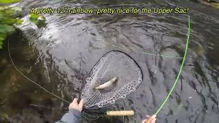 Fly Fishing the Upper Sacramento River CA  110223 [upl. by Tekla]