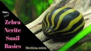 Nerite Snails  The Basics [upl. by Selma]