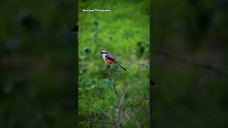 Long Tailed Shrike shortsindia shorts ytshorts [upl. by Mahda]