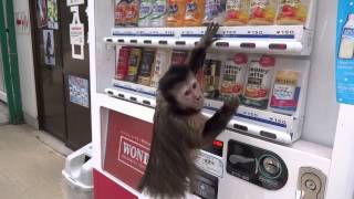 Worlds Most Intelligent Monkey [upl. by Heidie]