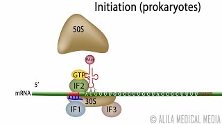 Animation of Protein Synthesis Translation in Prokaryotes [upl. by Schapira102]