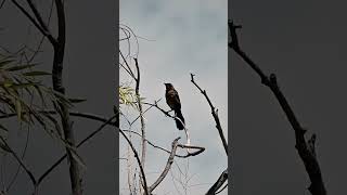 Boattailed Grackle birds birdwatching naturelovers nature wildlife birding birdwatchinglife [upl. by Yelah]