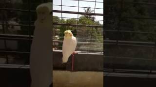 Cockatiels Singing  Best Songs [upl. by Guthry]