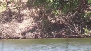 Jaguar mobbing by Giant otter group [upl. by Assetak]