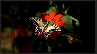 2024 Passiflora weeds and butterflies  Yerevan Botanical Garden [upl. by Beaufort906]