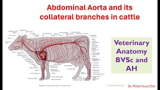 abdominal aorta and collateral branches in cattleBVSc veterinary Antomypooshmati [upl. by Aikemahs]