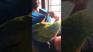 బబుల్ కంగారూ పిల్ల అవతారం ఎత్తింది  Macaw is acting like a Joey  Kangaroo baby [upl. by Akerdna]