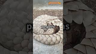 Meet Pangolinprimatology worldanimalday rareanimals short mammals funnycreatures pangolin [upl. by Town]