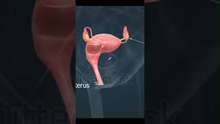 LH Explained How Leutinizing Hormone Affects Your Body LH usmle [upl. by Enrobso]