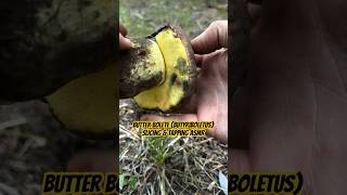 Butter Bolete Butyriboletus Slicing amp Tapping ASMR Oddly Satisfying Edible Mushroom [upl. by Massarelli]