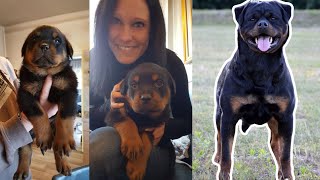 ROTTWEILER GROWING UP  8 Weeks to 1 Year 1080p [upl. by Malin]